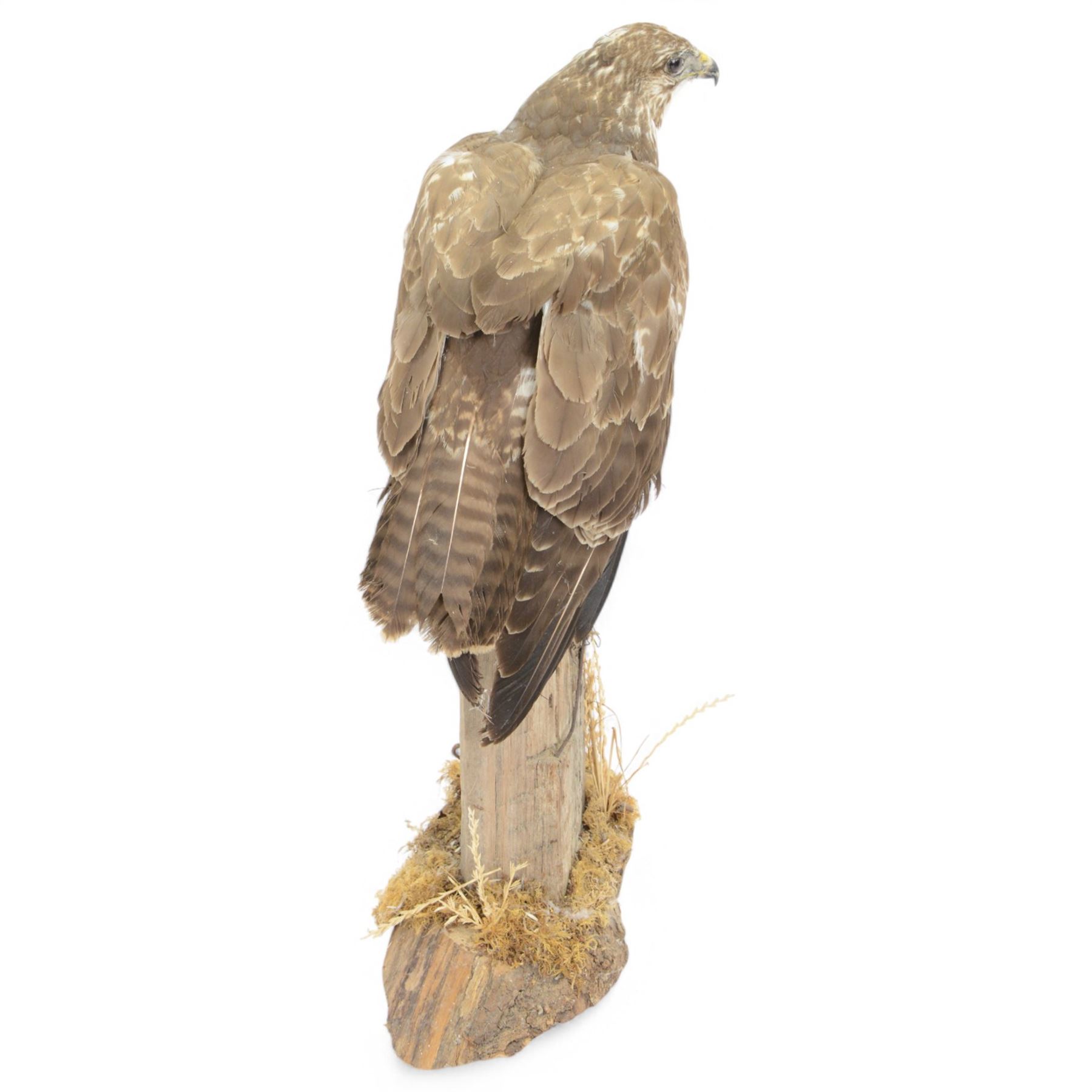 Taxidermy: European Honey Buzzard (Pernis apivorus), full adult mount adult perched atop a fence post, amidst a naturalistic setting on a wooden base, H65cm