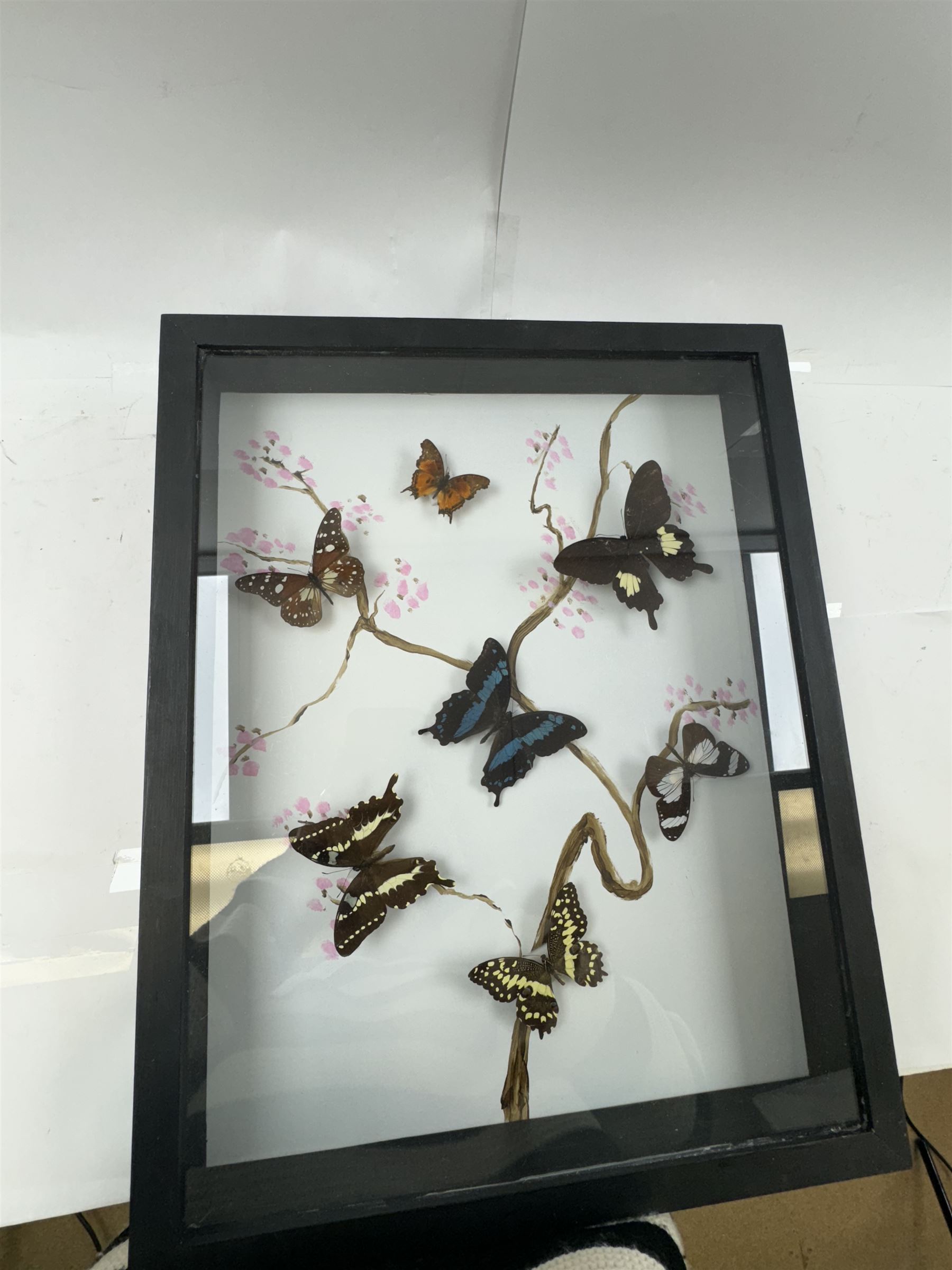 Entomology: Single glazed display of butterflies, circa 20th century, single glazed display containing seven various specimens, including green-banded swallowtail, and amauris crawshayi, pinned upon foam backing, enclosed within a glazed ebonised display case the backdrop painted with blossoming branches , H49cm, L39cm