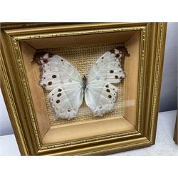 Entomology: Twelve framed displays contain thirteen specimens of tropical moths and butterflies, each mounted within gilt wall hanging picture frames of various sizes, specimens including Morpho Godarti, Caligo idomeneus, Cisseis morpho, Cathosia biblis etc, largest L35cm W30cm 