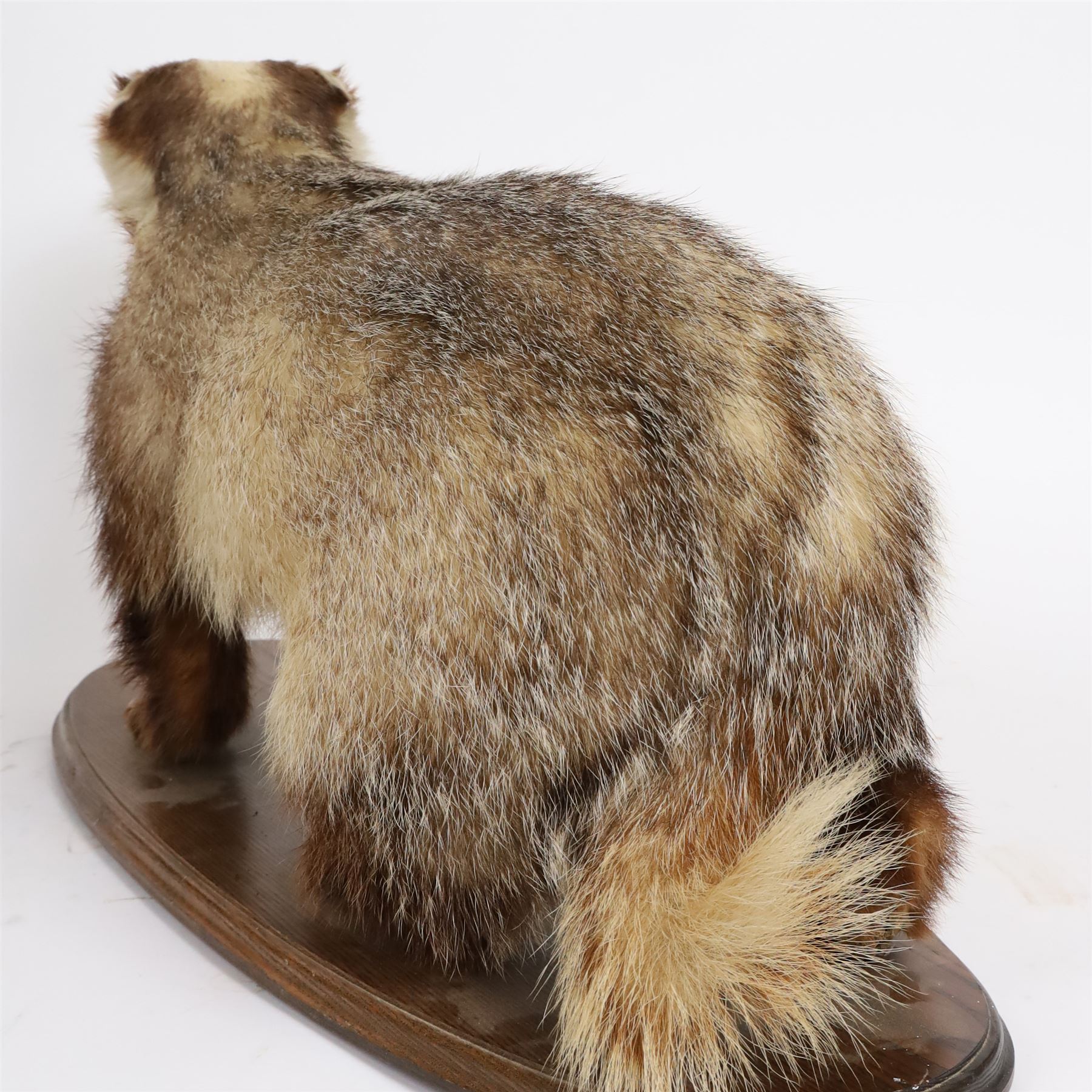 Taxidermy; European Badger (Meles meles), full adult mount on open display, upon a wooden oval base, H40cm