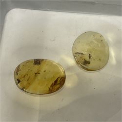 Seven polished amber samples, some with insect inclusions