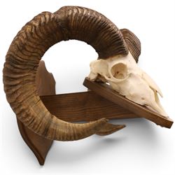 Antlers/Horns - European Mouflon (Ovis aries musimon), set of adult Mouflon ram horns on upper skull, mounted upon a pedestal wall shield, D51cm 