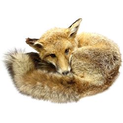 Taxidermy: Fireside red fox (Vulpes vulpes), a full mount adult fox in recumbent position, L44cm. 