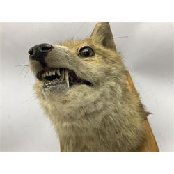 Taxidermy; Red Fox Mask (Vulpes vulpes) by E. Allen & Co, mounted upon wood shield with label verso, L29cm