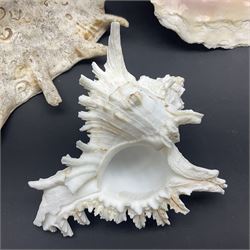 Conchology: selection of conch shells, to include horned examples, largest H17cm, L24cm