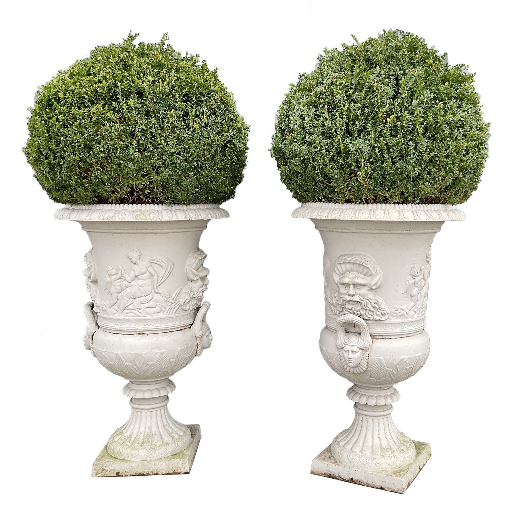 Large pair campana shaped cast iron urns, egg and dart cast rim, the body decorated with masks and classical scenes, splayed gadroon column on square base, planted,  height - 128cm (to top of urn), diameter - 80cm, total height - 212cm (approx. to top of shrub) 

Location: Duggleby Storage, Scarborough Business Park YO11 3TX