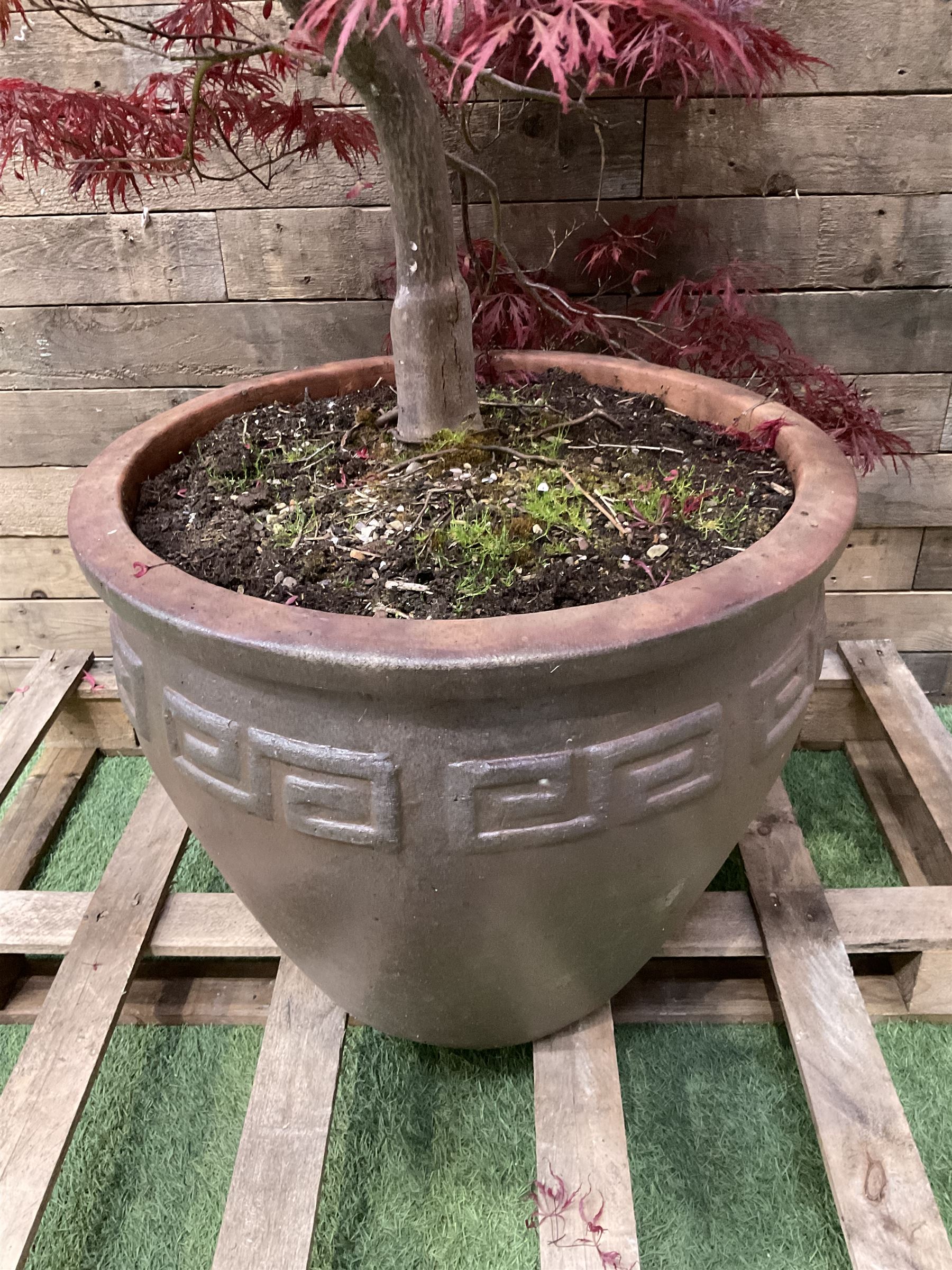 Large glazed planter with acer tree  - THIS LOT IS TO BE COLLECTED BY APPOINTMENT FROM DUGGLEBY STORAGE, GREAT HILL, EASTFIELD, SCARBOROUGH, YO11 3TX