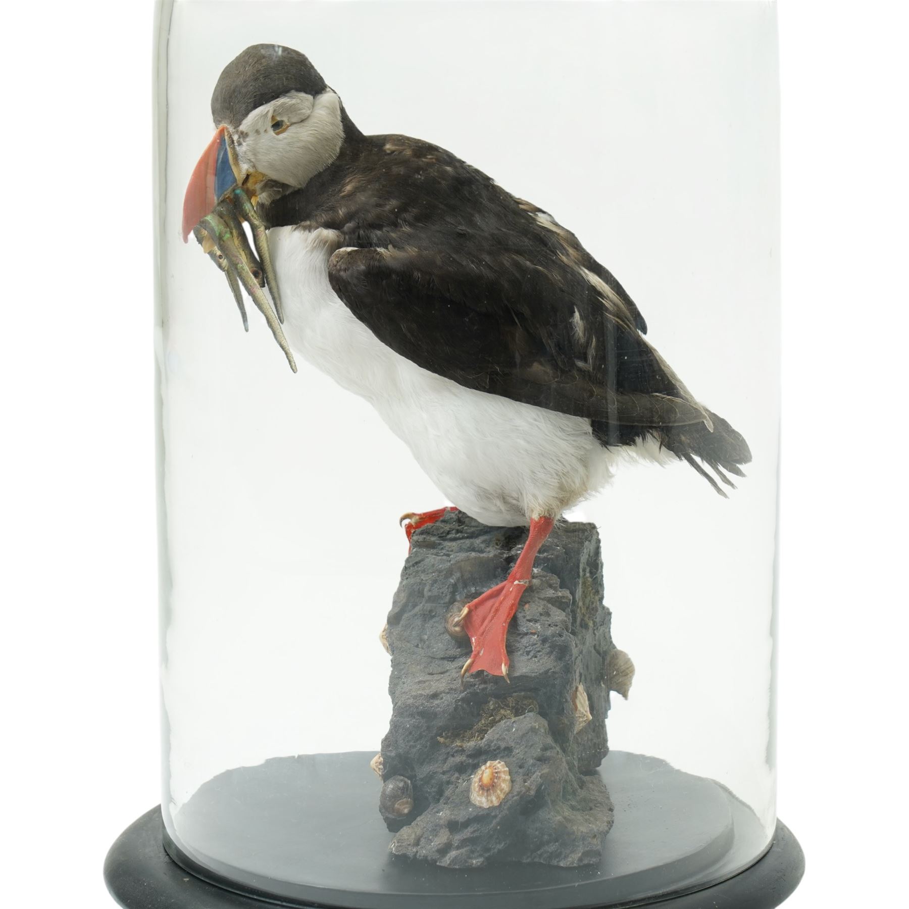 Taxidermy - Study of an Atlantic Puffin (Fratercula arctica) and catch, full adult mount stood upon rocks, in glass case, overall H43cm