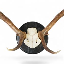 Antlers/horns: Set of Elk (Cervus Canadensis) antlers upon partial skull, mounted upon an ebonised circular wooden plaque, D89cm 