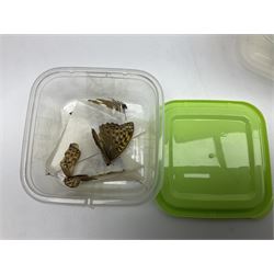 Entomology; large collection of pinned butterflies and moths, to include Cream-spotted Tiger moth, Adonis Blue butterfly, Orange tip butterfly, Swallowtail butterfly etc  