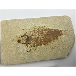 Four fossilised fish (Knightia alta) each in an individual matrix, age; Eocene period, location; Green River Formation, Wyoming, USA, largest matrix H7cm, L13cm