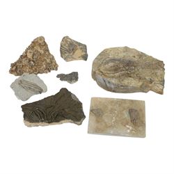 Pentacrinites fossilis (sea lilly), age; Jurassic period, location; Bavaria Germany, Encri...