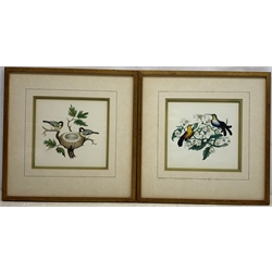 T Howitt junr. &  A.J. (Early/mid 19th century): Ornithological Studies, matched pair watercolours both signed 15.5cm x 16.5cm (2)