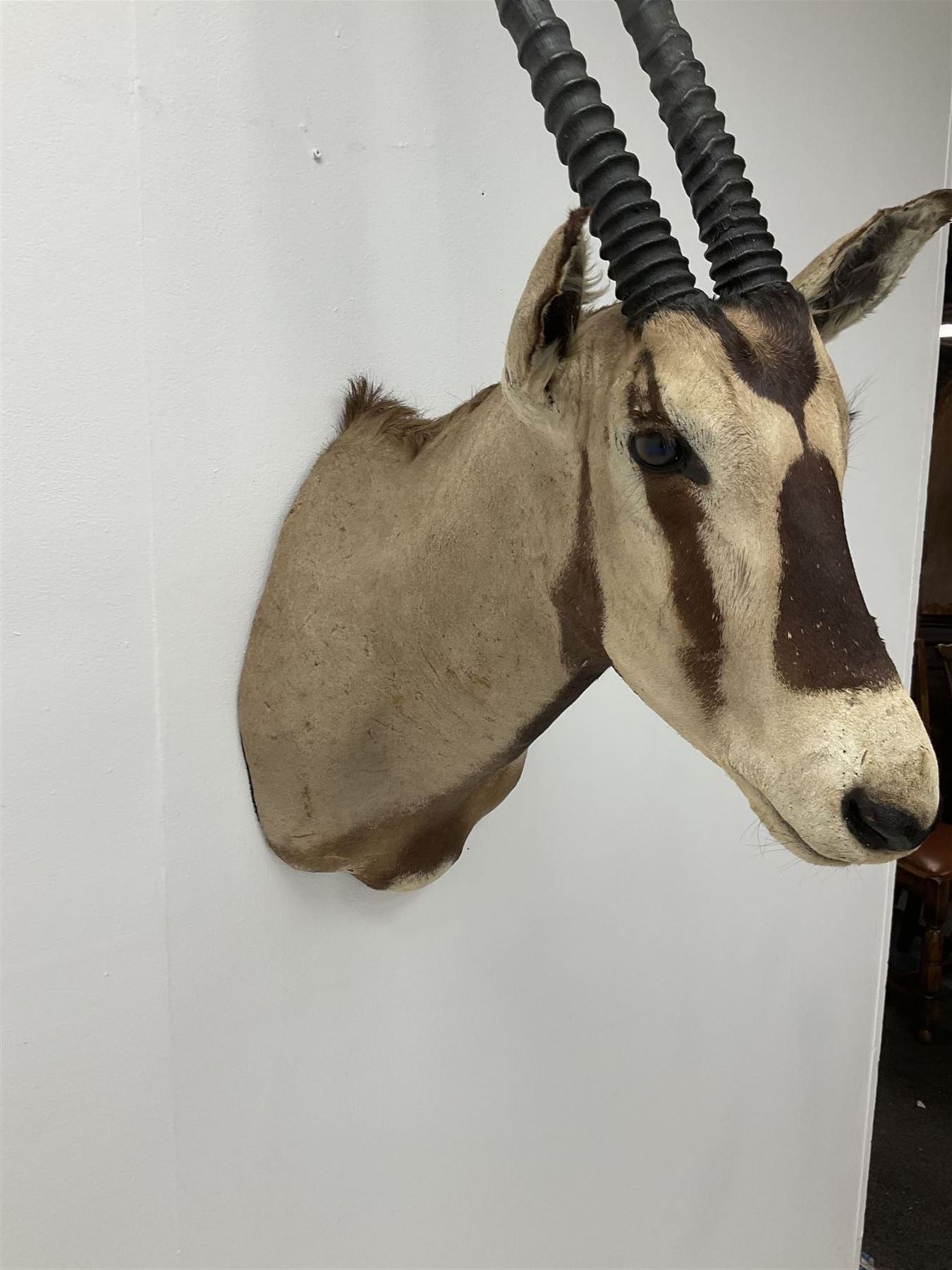 Taxidermy: Beisa Oryx (Oryx beisa beisa), adult male shoulder mount looking straight ahead, approximately H120cm