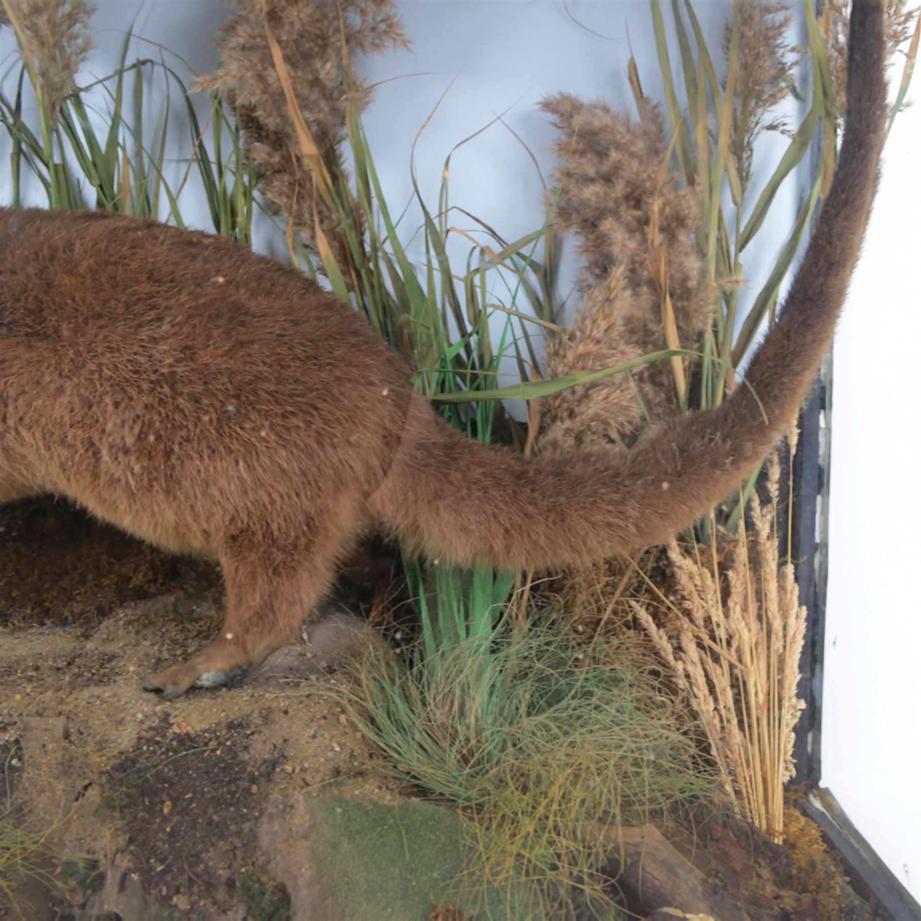 Taxidermy: late Victorian cased European Otter (Lutra lutra), full adult amount with head turning to the front with mouth open faux rock, upon soil covered groundwork, set against a pale blue painted back drop, enclosed within an ebonised three pane glass case, 