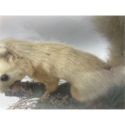 Taxidermy: Victorian cased Red Squirrel (Sciurus vulgaris), full mount adult, upon a tree branch with a naturalistic ground, enclosed beneath a period oval glass dome with ebonised base, raised upon four bun feet, H36cm 