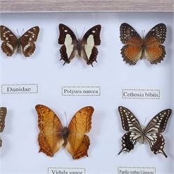 Entomology;  framed butterflies including Vidula sapor, Danidae, Cethosia Bibiis etc, H33cm, L43cm 