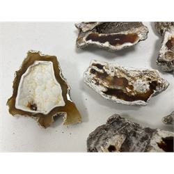 Large collection of Agatized Coral, largest H11cm (12)