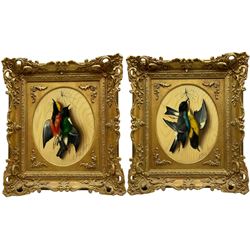 Michelangelo Meucci (Italian 1840-1909): Hanging Songbirds, pair oval trompe l'oeil oils on panel signed and inscribed 'Firenze' 22cm x 28cm (2)
