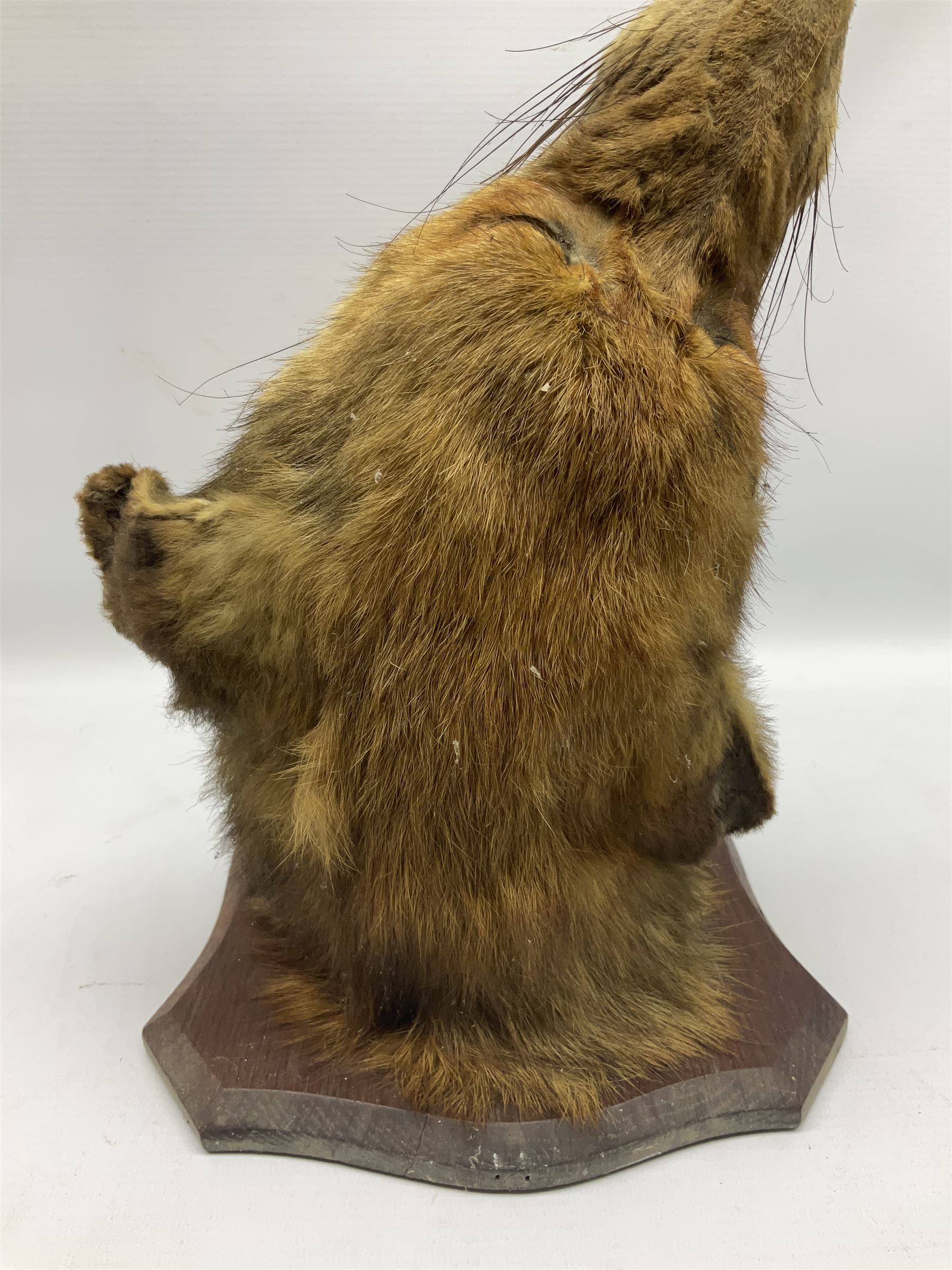 Taxidermy; Red fox mask (Vulpes vulpes), with mouth agape bearing teeth and ears back, mounted upon oak shield
