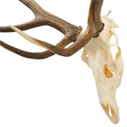 Antlers/Horns - Pair of Red Deer (Cervus elaphus) antlers on skull, H100cm