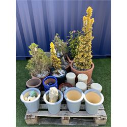 Terracotta planters, light blue glazed plant pots, planters etc. - THIS LOT IS TO BE COLLECTED BY APPOINTMENT FROM DUGGLEBY STORAGE, GREAT HILL, EASTFIELD, SCARBOROUGH, YO11 3TX