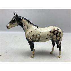 Two Beswick figures of horses, comprising Pinto Piebald pony, model no 1373, together with Appaloosa stallion, model no 1772, both designed by Arthur Gredington, both with printed marks beneath