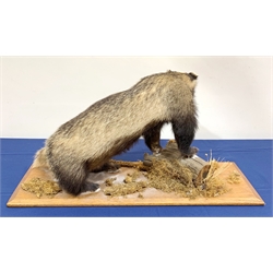 Taxidermy: 20th century European Badger (meles meles), full mount  bearing teeth on open display, upon a mahogany plinth detailed with tree branch and moss, plinth L88cm W30cm 