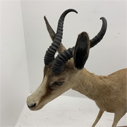 Taxidermy: South African Golden Springbok, full mount in walking pose, mounted upon soil covered ground, raised on hardwood mount, L100cm