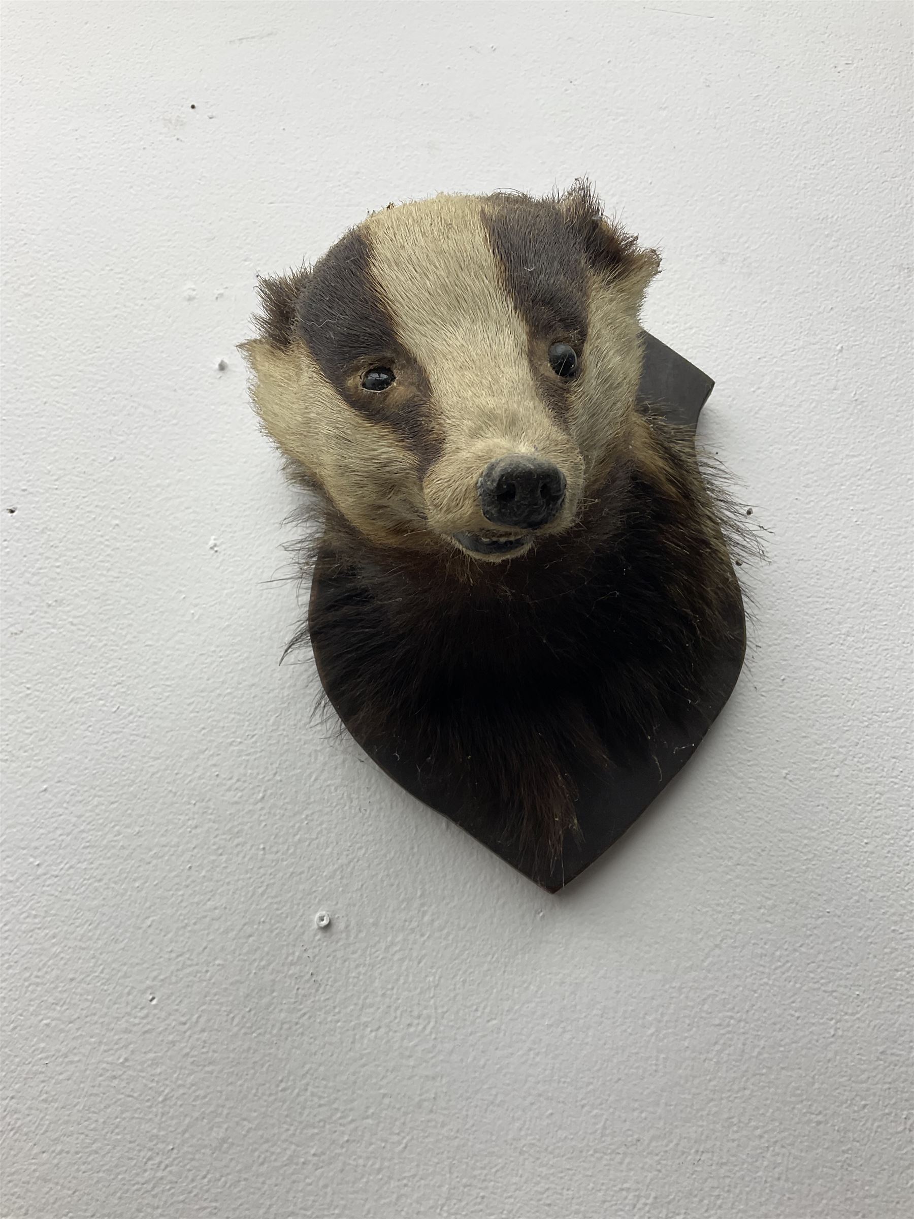 Taxidermy: European Badger Mask (Meles meles), adult Badger mask looking straight ahead, mounted upon a wooden shield, H30cm