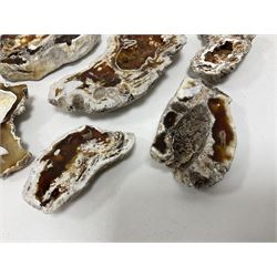 Large collection of Agatized Coral, largest H11cm (12)
