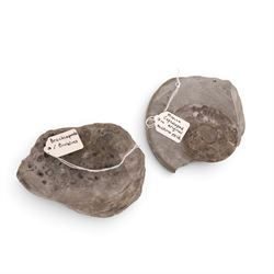 Fossil collections; including ray finned fossilised fish, ammonites Gryphaea, etc  