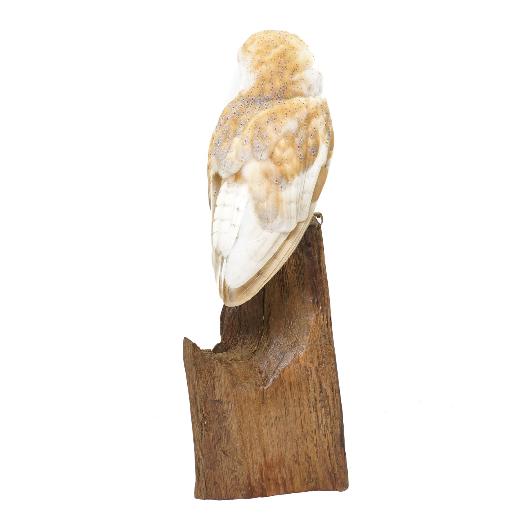 Taxidermy - European Brown Owl (Tyto alba), by Sarah Lancaster taxidermy, full adult mount with head turning to the left, perched atop a wooden stump, overall H57cm
With CITES Article 10 (non-transferable) licence no. 26GBA10ZJJFU2 - RTA