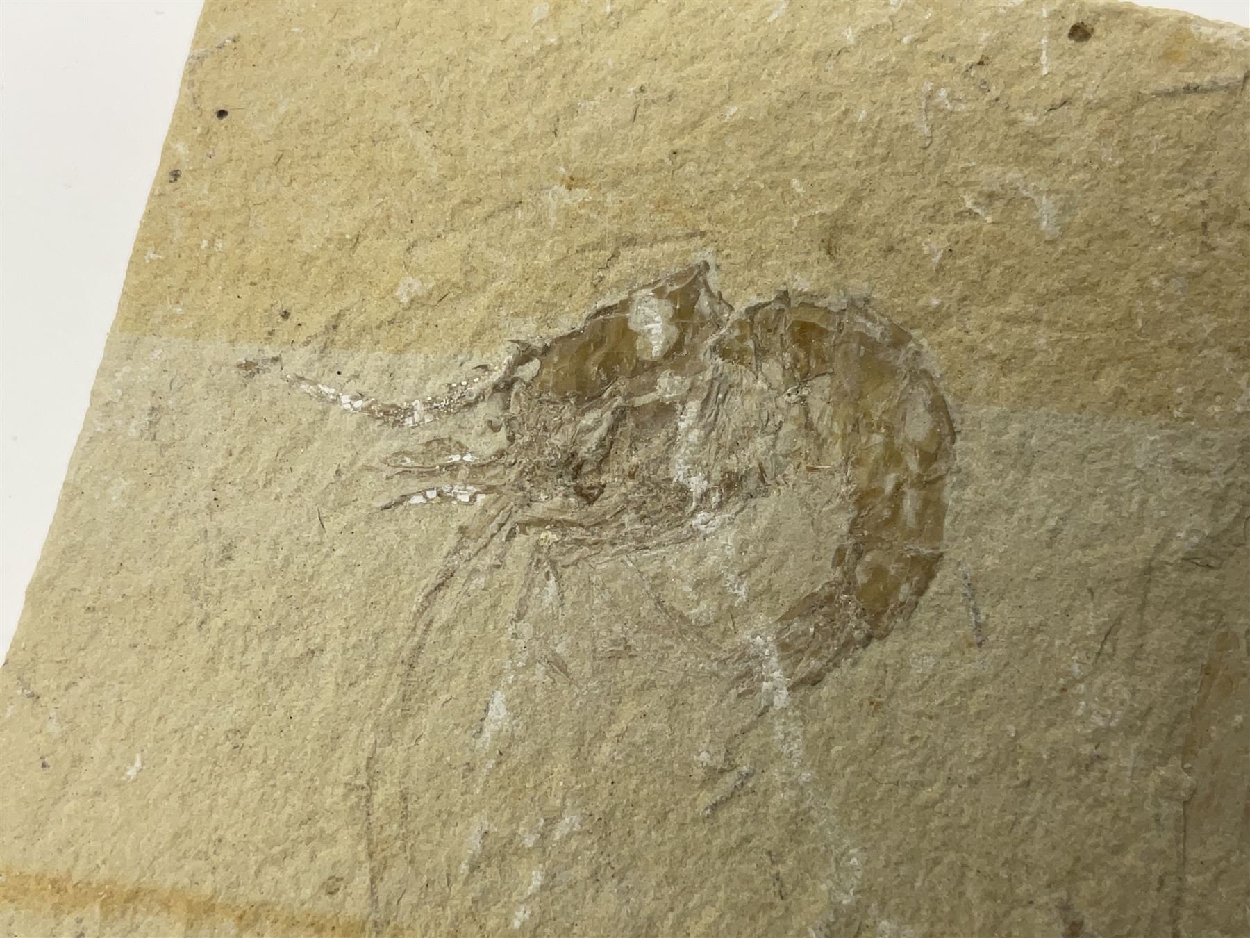 Two fossilised shrimp (Aeger tipularius) each in an individual matrix, age; Cretaceous period, location; Carpopenaeus callirostris Hjoula, Lebanon, largest matrix H9cm, L10cm