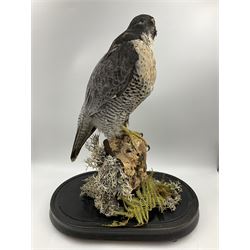 Taxidermy: Victorian cased Peregrine Falcon (Falco peregrinus), full female mount  stood atop a tree stump in a naturalistic ground, enclosed beneath a period oval glass dome with ebonised base, raised upon four bun feet, H54cm D20cm W34cm