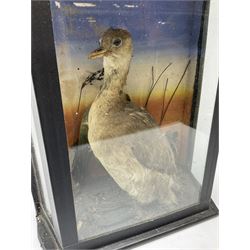 Taxidermy: Little Grebe (Tachybaptus ruficollis) mounted in a naturalistic setting within a glazed case H19.5cm. 