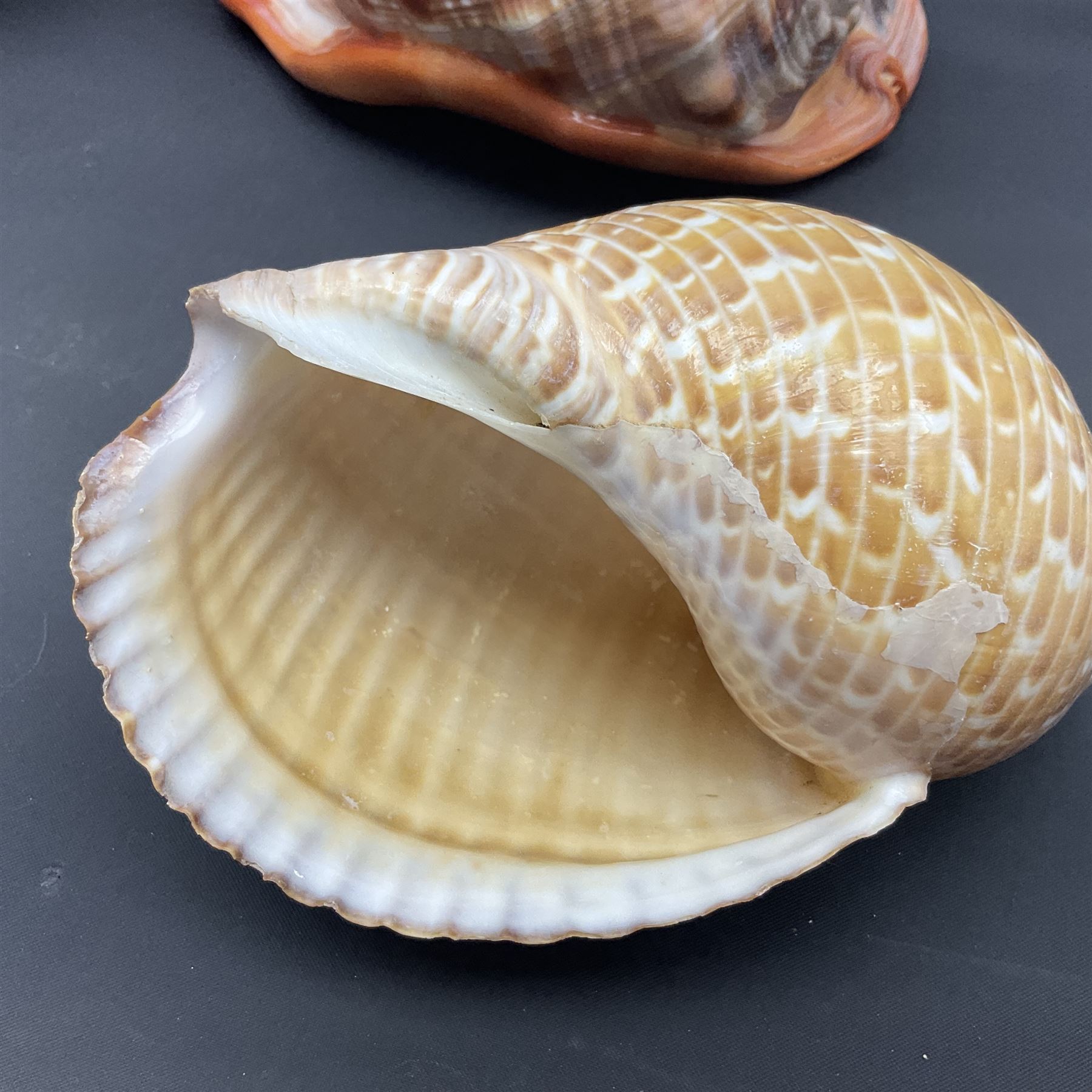 Conchology: selection of shells, including gold pearl oyster shell, mother of pearl turbo marmaratus shell, Cypraecassis Rufa red helmet shell, Mitre shell, Paua shell and others, largest D19cm