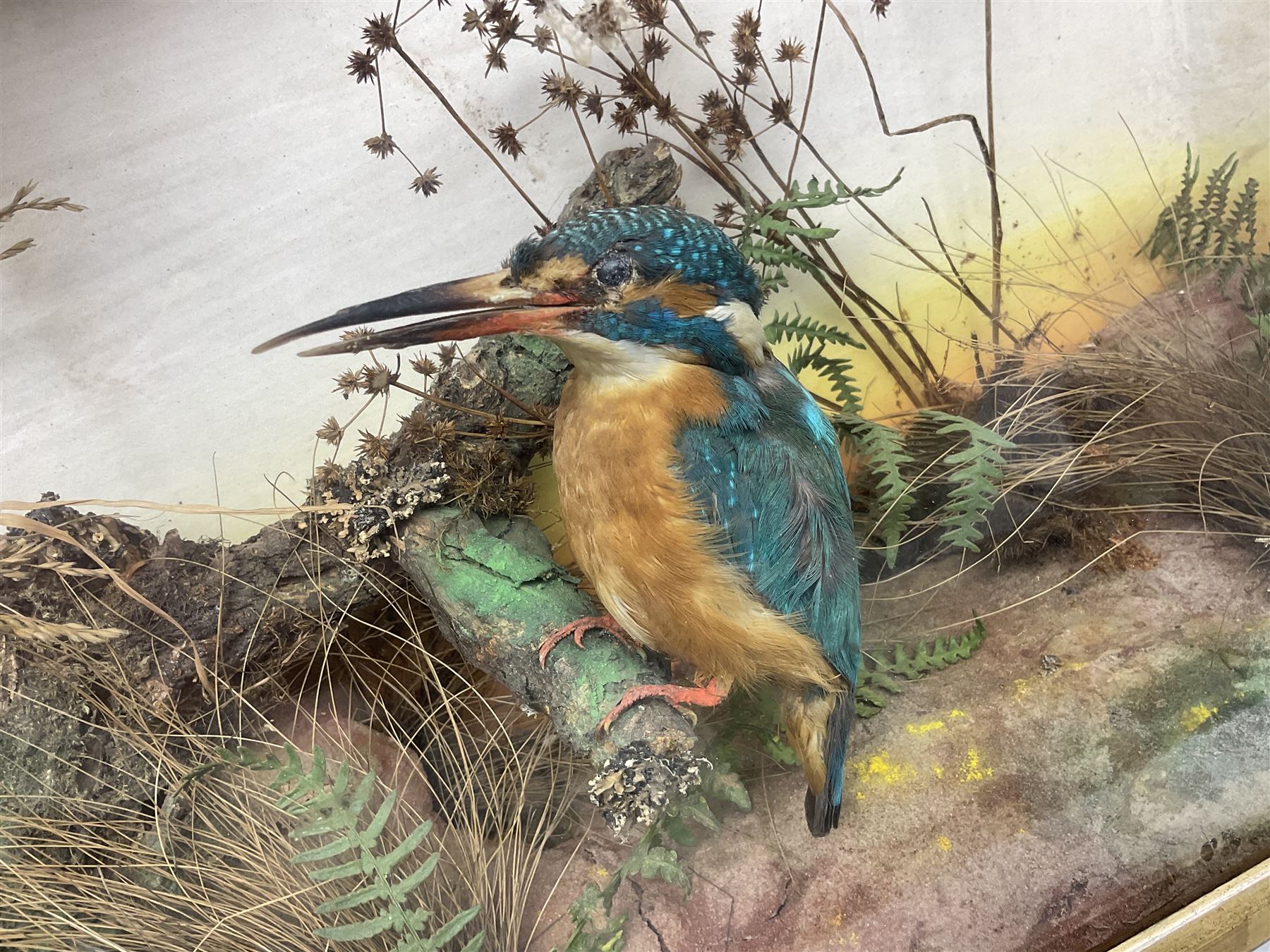 Taxidermy; Victorian cased bird diorama,  pair of Kingfishers (Alcedo Athis) adult mounts and Kestrel (Falco tinnunculus) adult mount, in a naturalistic setting with one kingfisher in flight, encased within a three pane display case, H45cm, L72cm