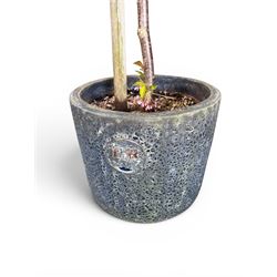 Pair of mature ornamental cherry trees, planted in lead-effect planters stamped ER