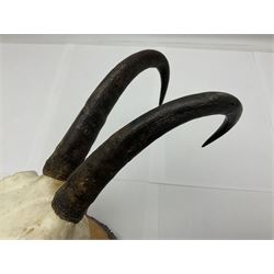 Antlers/Horns: Alpine Chamois (Rupicapra rupicapra), six sets of adult horns on cut upper skulls, upon pine cross section shields, largest H26cm 