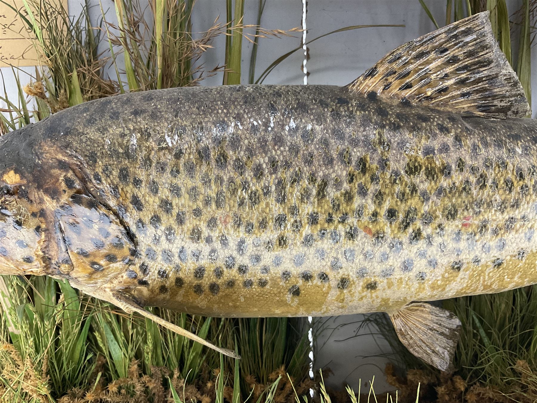 Taxidermy: Brown trout (Salmo trutta), preserved by John Cooper & Sons, 28 Radnor Street, St Luke's, London, skin mount set above a pebbled river bed with reeds and grasses, set against blue painted back drop, inscription to the back drop 'Trout caught by Rev R.S. Ricketts at Kirkham Bridge July 1st 1890, artificial fly, weight 1.5lb', L50cm H26cm 