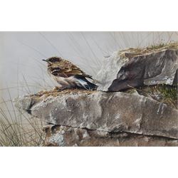 Alan M Hunt (British 1947-): 'Juvenile Wheatear', watercolour and gouache signed and dated 1980, titled verso 17cm x 26cm