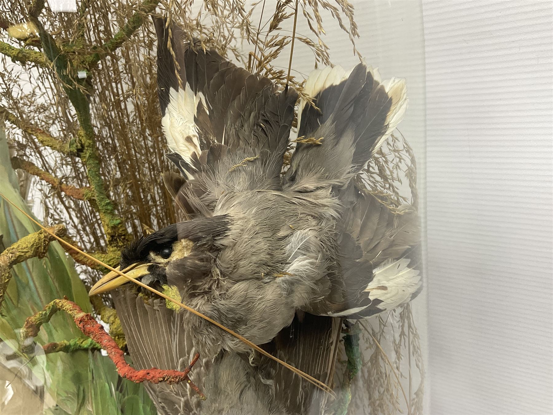 Taxidermy; large Victorian domed taxidermy diorama study of birds, with seventeen specimens including Ring Necked Parakeet, Blue Winged Warbler and Blackbird, the glass dome upon an ebonised wooden base, H77cm, W44cm