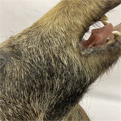 Taxidermy: European Wild Boar (Sus scrofa), adult male shoulder mount looking straight ahead mouth agape, mounted upon a wooden shield, D52cm