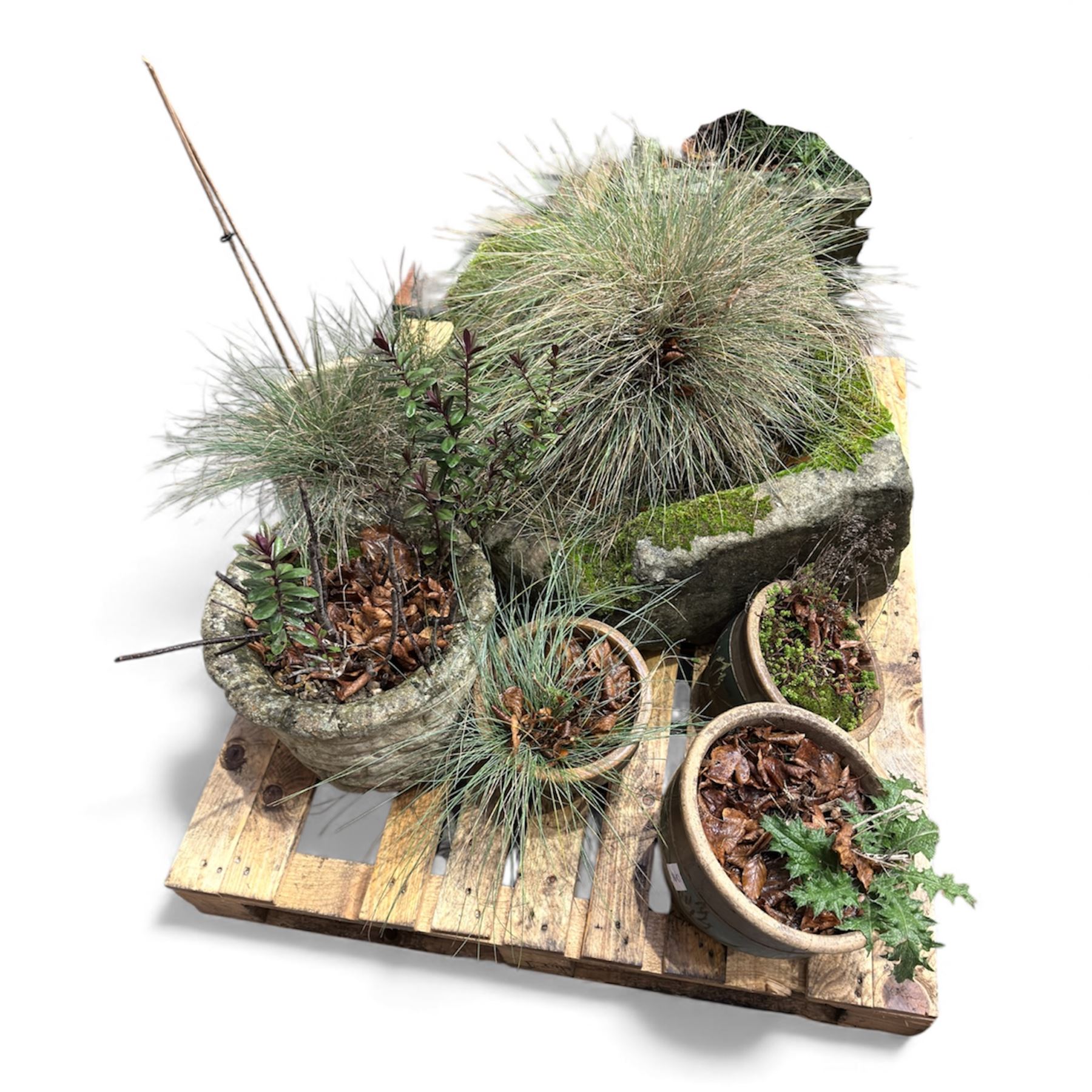 19th century stone trough with five potted plants