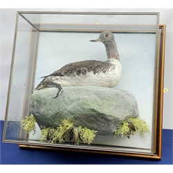 Taxidermy: 20th century Cased Red Throated Diver (Gavia stellata), mounted upon a simulated rock detailed with seaweed and muscles, set against a painted sky backdrop, encased within a five pane display case upon frame mount, with taxidermist paper label verso detailed David Astley Taxidermist, H53cm L58cm D25cm 