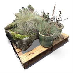 19th century stone trough with five potted plants