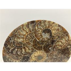 Polished ammonite plate, formed of individual ammonites age; Jurassic period, upon an ebonised stand, D27cm
