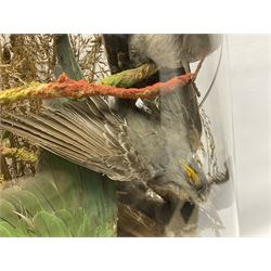 Taxidermy; large Victorian domed taxidermy diorama study of birds, with seventeen specimens including Ring Necked Parakeet, Blue Winged Warbler and Blackbird, the glass dome upon an ebonised wooden base, H77cm, W44cm