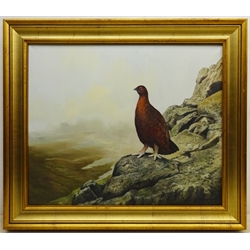 Berrisford Hill (British 1930-): Red Grouse on a Cragside, oil on canvas signed 49cm x 60cm



